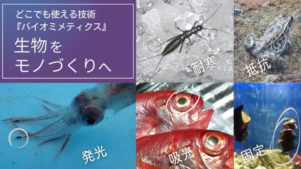 e99da2e799bde38184e38390e382a4e382aae3839fe383a1e38386e382a3e382afe382b9e381aee4be8be381a8e3819de381aee5bf9ce794a8e696b9e6b395